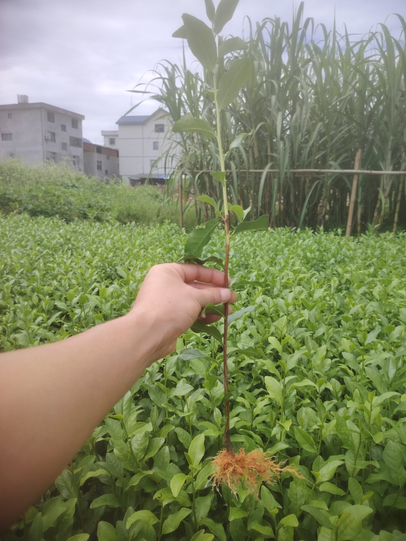 乌牛早，茶树苗，一年生苗，基地直发，欢迎订购，