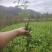 乌牛早，茶树苗，一年生苗，基地直发，欢迎订购，