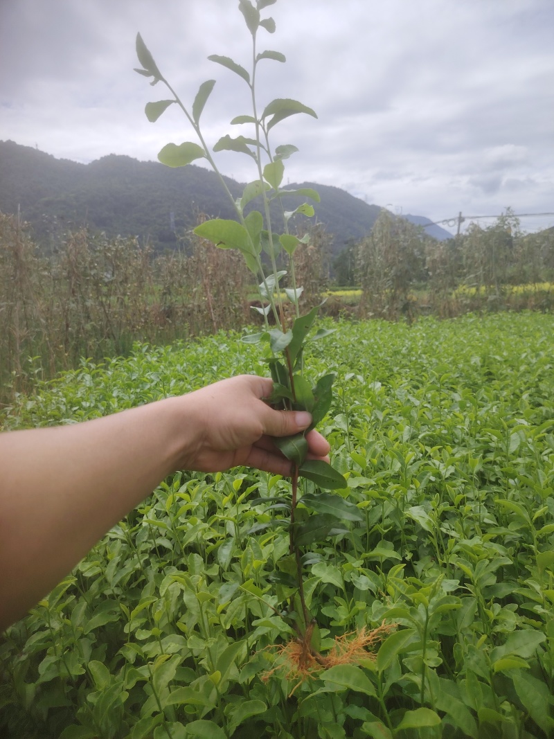 乌牛早，茶树苗，一年生苗，基地直发，欢迎订购，