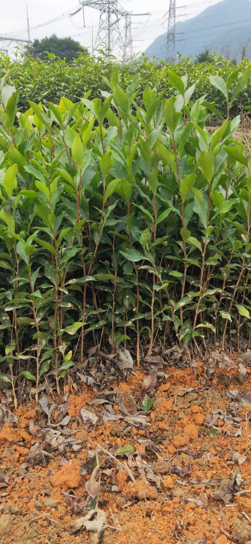 乌牛早，茶树苗，一年生苗，基地直发，欢迎订购，