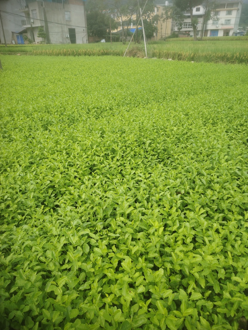 乌牛早，茶树苗，一年生苗，基地直发，欢迎订购，
