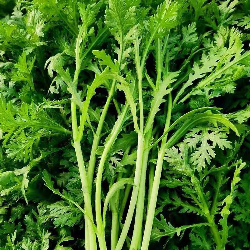 江苏淮安茼蒿，量大质优，诚信代收代办，欢迎联系谈合作。
