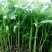 江苏淮安茼蒿，量大质优，诚信代收代办，欢迎联系谈合作。