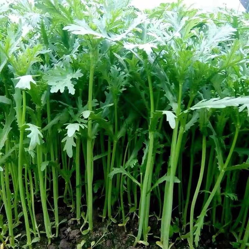 江苏淮安茼蒿，量大质优，诚信代收代办，欢迎联系谈合作。