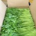 江苏淮安茼蒿，量大质优，诚信代收代办，欢迎联系谈合作。