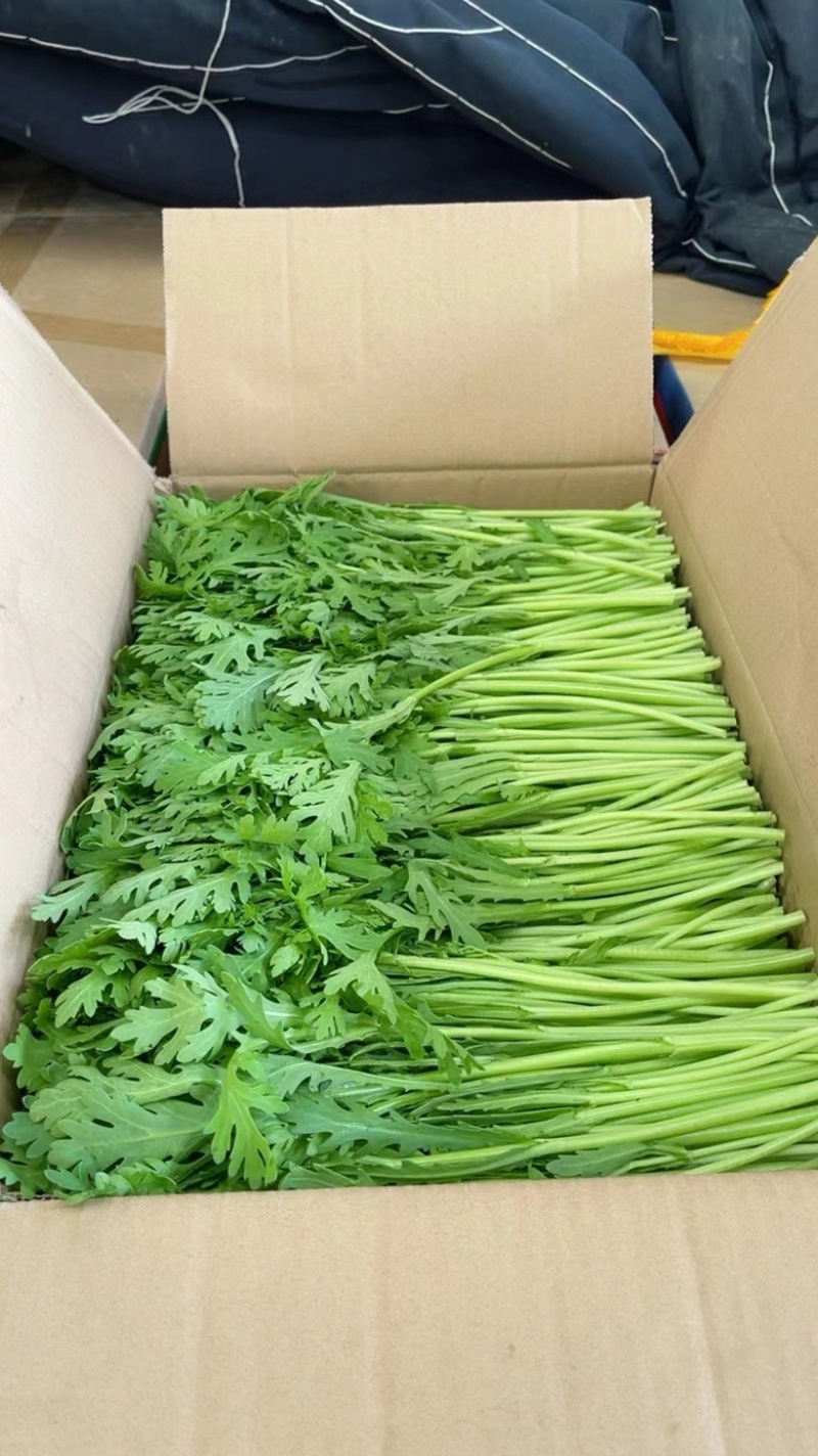 江苏淮安茼蒿，量大质优，诚信代收代办，欢迎联系谈合作。