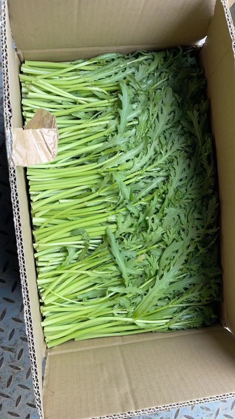 江苏淮安茼蒿，量大质优，诚信代收代办，欢迎联系谈合作。