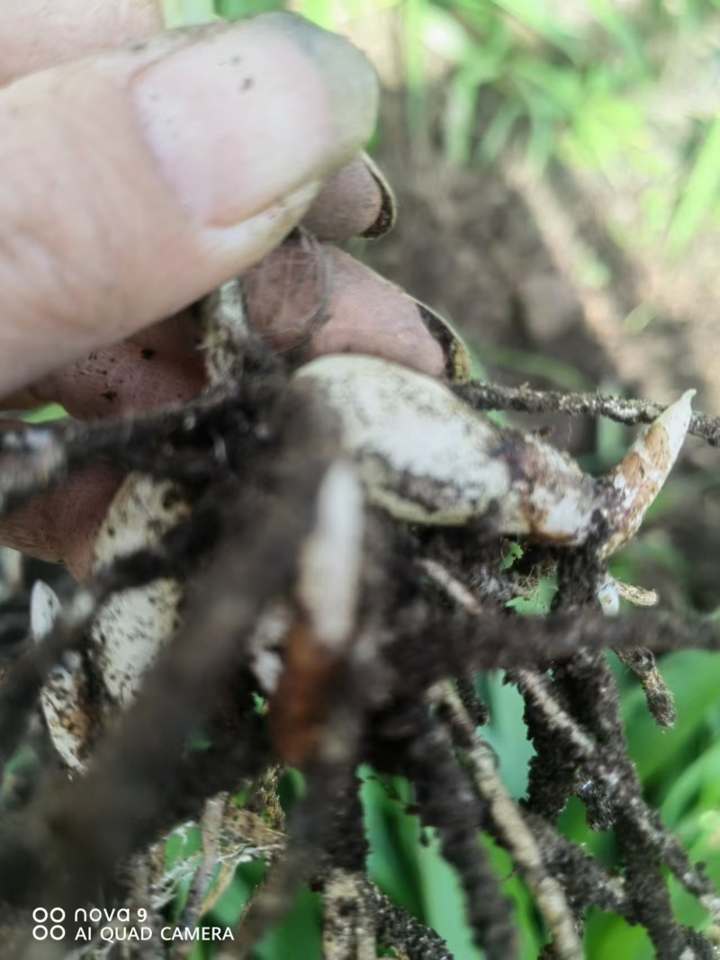 精品白芨种苗纯紫花大宽三叉叶白芨苗一手货源质量保证欢迎咨询