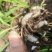 精品白芨种苗纯紫花大宽三叉叶白芨苗一手货源质量保证欢迎咨询