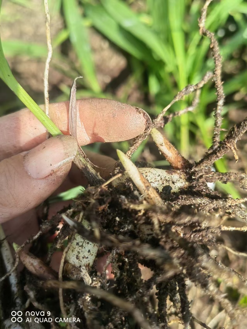 精品白芨种苗纯紫花大宽三叉叶白芨苗一手货源质量保证欢迎咨询