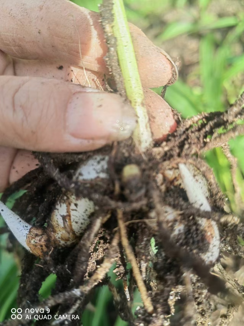 精品白芨种苗纯紫花大宽三叉叶白芨苗一手货源质量保证欢迎咨询