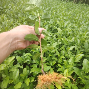 金牡丹，茶树苗，一手货源，基地直发，诚信经营，欢迎订购，