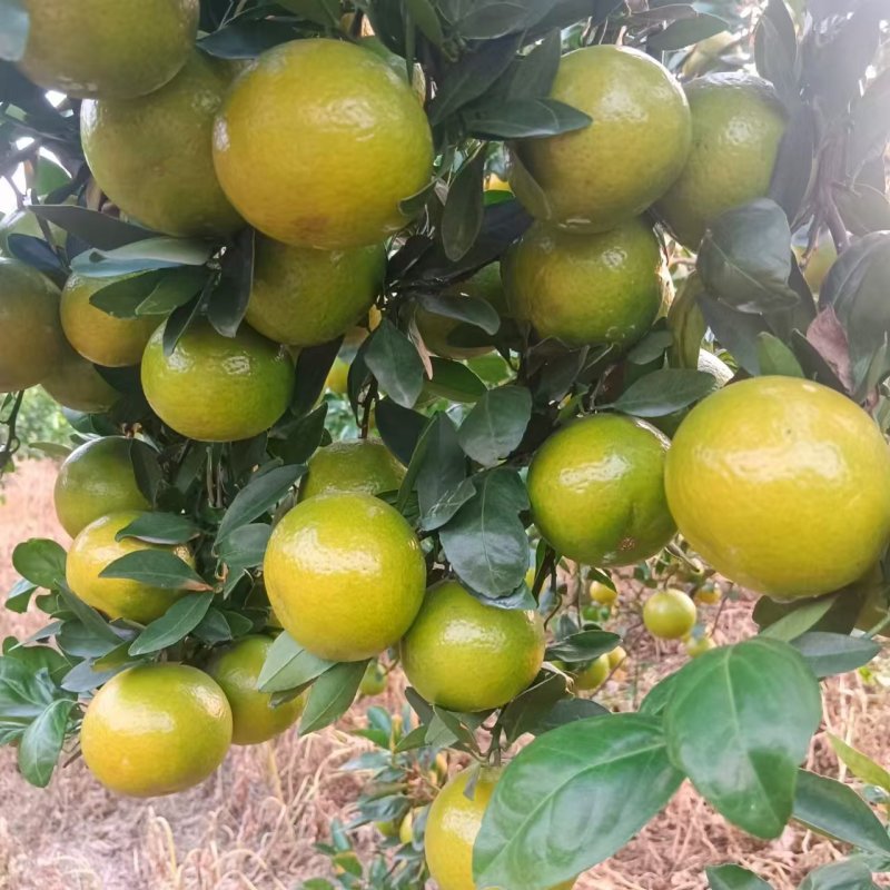 皇帝柑广西平南皇帝柑大量现货，规格齐全，对接全国电商市场