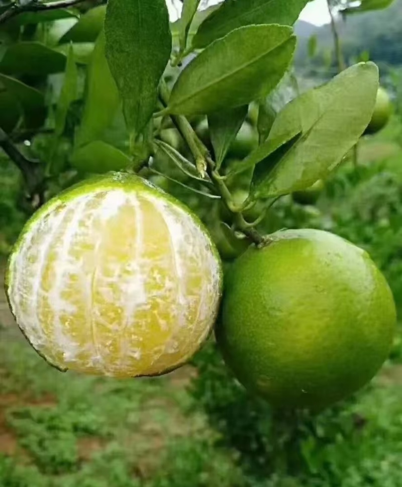 皇帝柑广西平南皇帝柑大量现货，规格齐全，对接全国电商市场