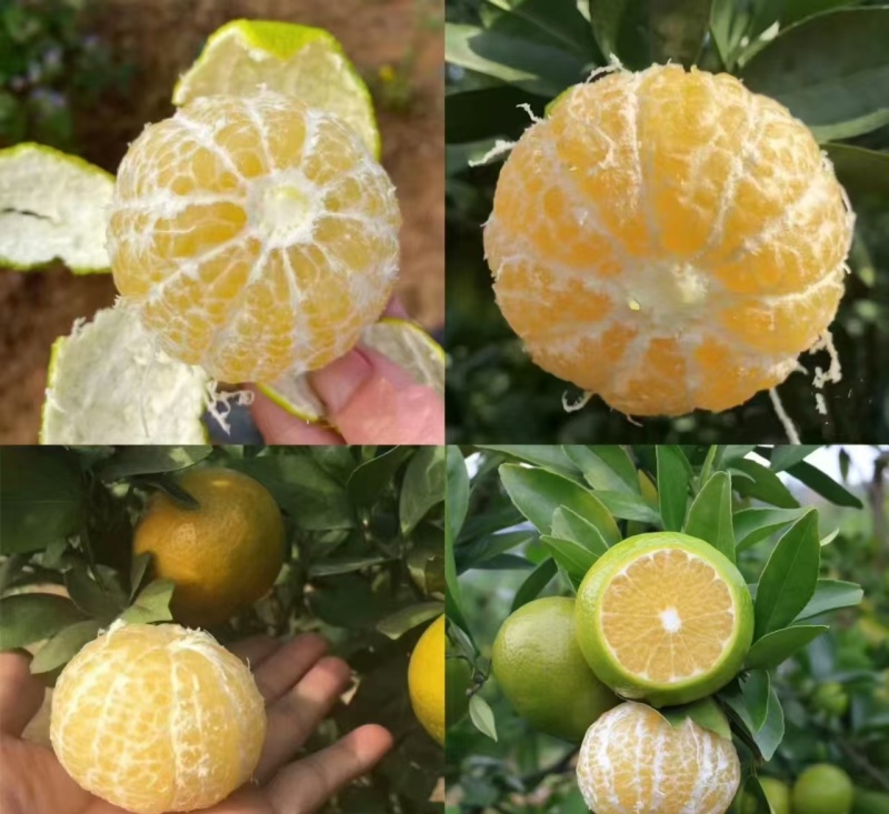 皇帝柑广西平南皇帝柑大量现货，规格齐全，对接全国电商市场