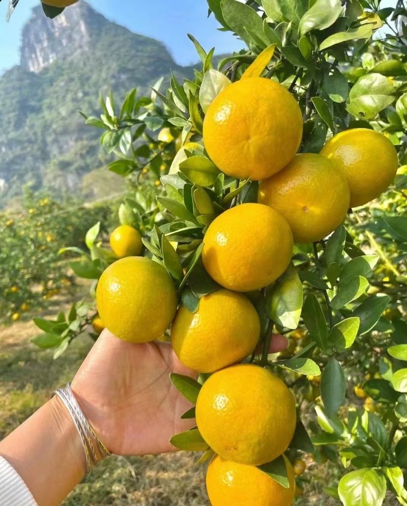 皇帝柑广西平南皇帝柑大量现货，规格齐全，对接全国电商市场
