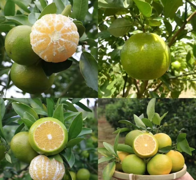 皇帝柑广西平南皇帝柑大量现货，规格齐全，对接全国电商市场
