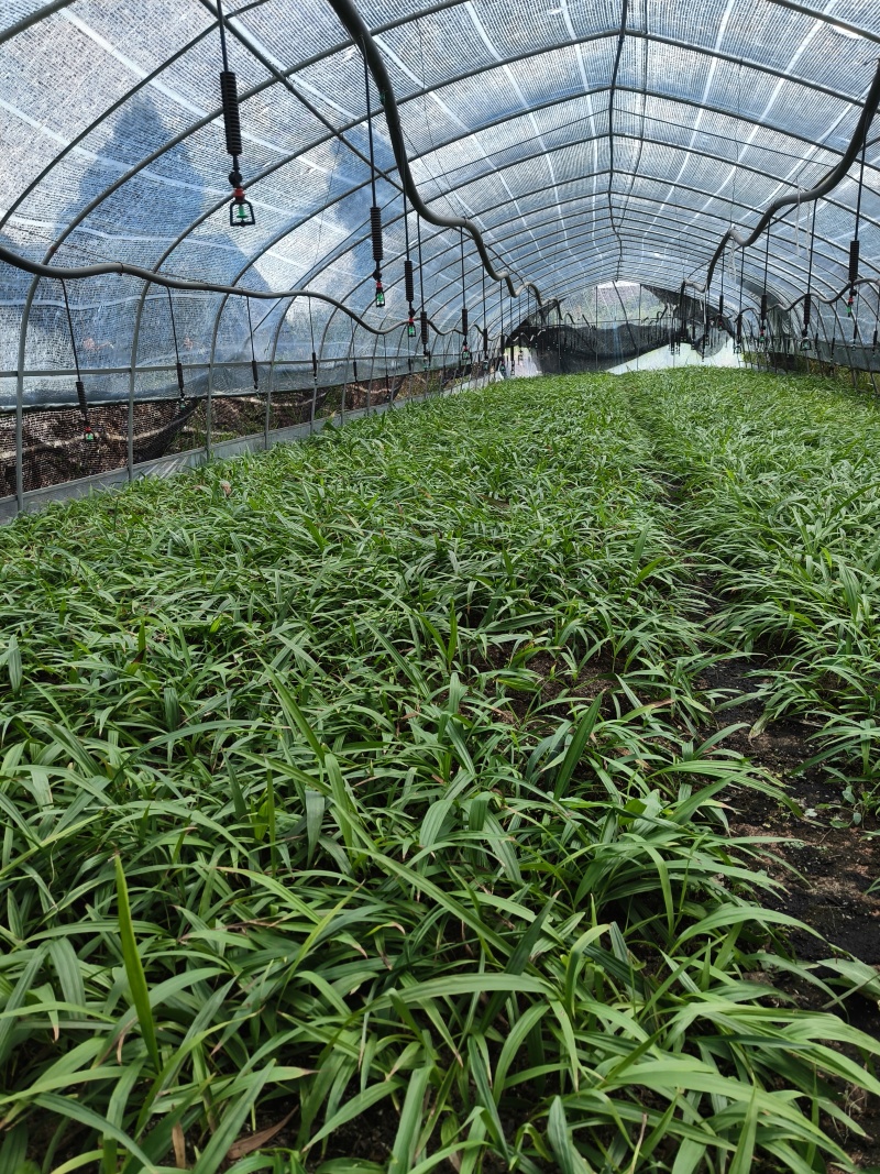 紫花中宽叶三叉大白芨种苗，白芨苗，紫花白芨苗