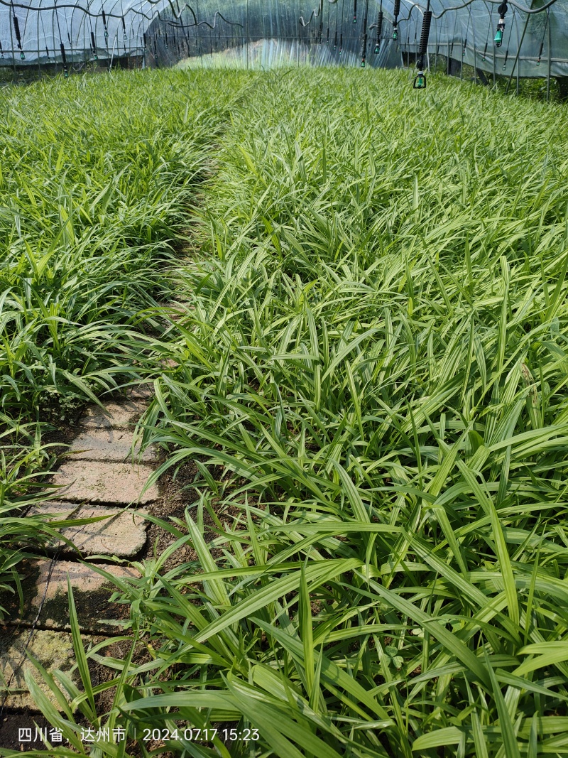 紫花中宽叶三叉大白芨种苗，白芨苗，紫花白芨苗