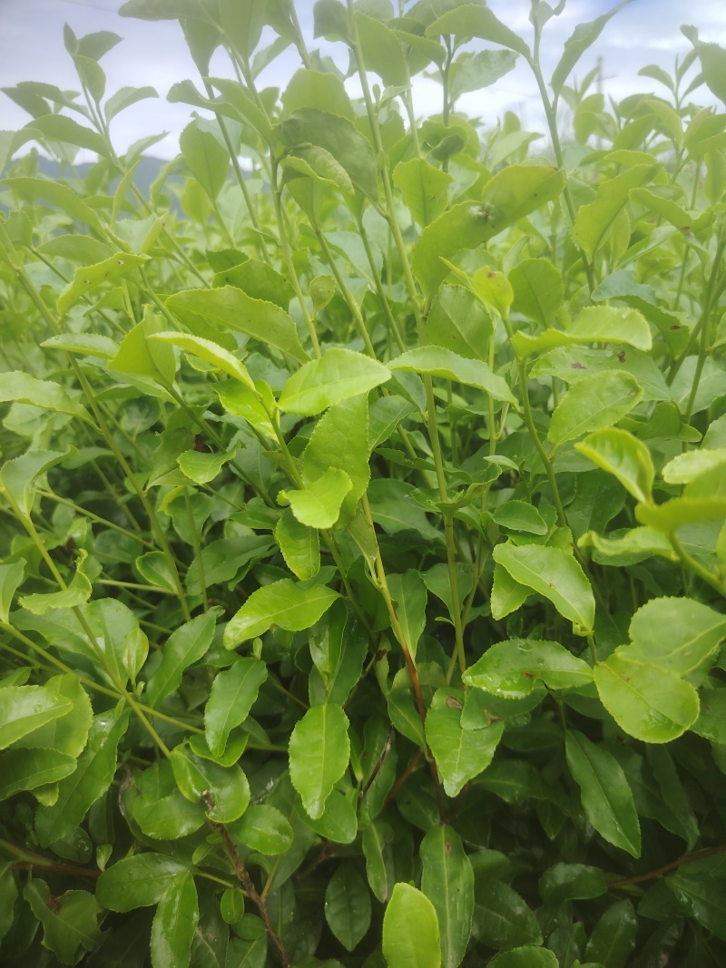 金牡丹，茶树苗，一手货源，基地直发，诚信经营，欢迎订购，