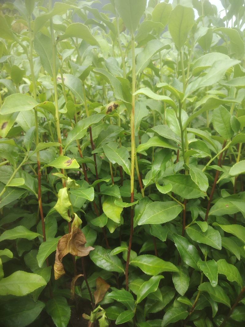 金牡丹，茶树苗，一手货源，基地直发，诚信经营，欢迎订购，
