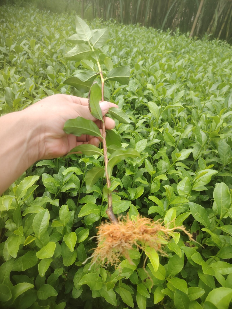 金牡丹，茶树苗，一手货源，基地直发，诚信经营，欢迎订购，