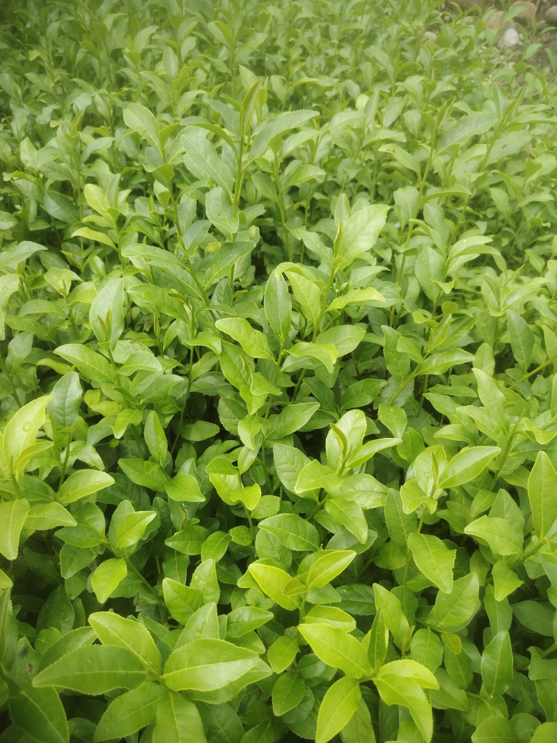 金牡丹，茶树苗，一手货源，基地直发，诚信经营，欢迎订购，