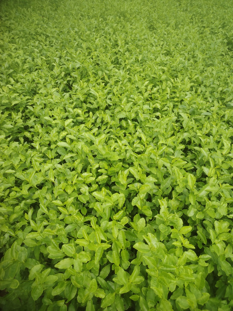 金牡丹，茶树苗，一手货源，基地直发，诚信经营，欢迎订购，