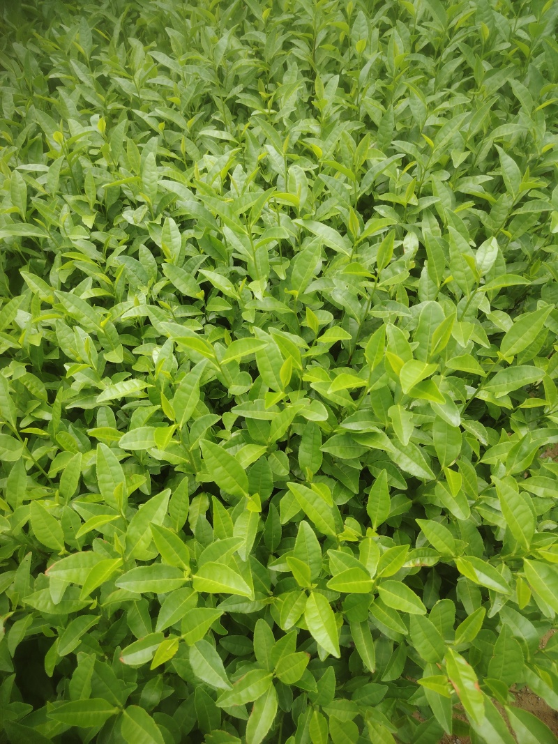 金牡丹，茶树苗，一手货源，基地直发，诚信经营，欢迎订购，