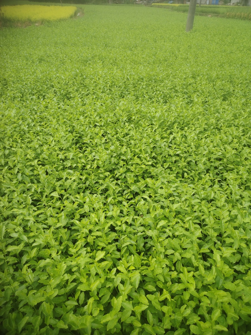 金牡丹，茶树苗，一手货源，基地直发，诚信经营，欢迎订购，