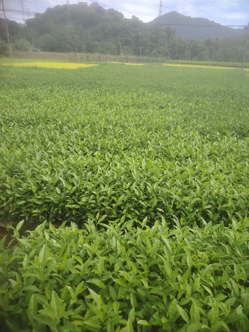 金牡丹，茶树苗，一手货源，基地直发，诚信经营，欢迎订购，