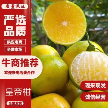 皇帝柑广西平南皇帝柑大量现货,规格齐全,对接全国电商市场