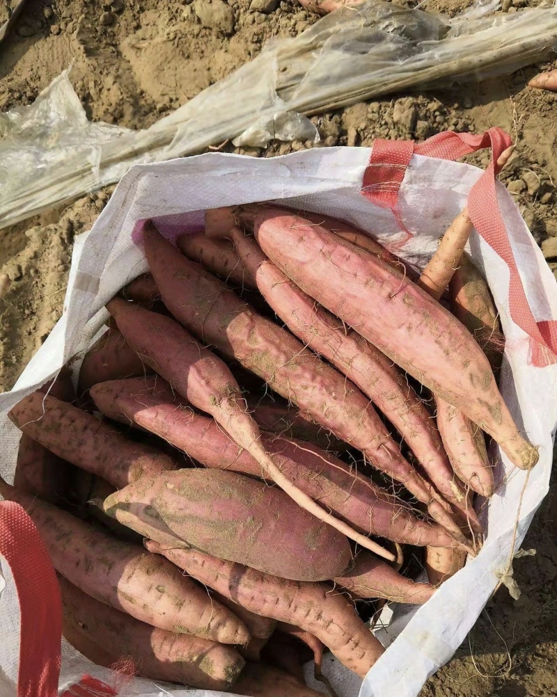 湖北红薯丨西瓜红红薯丨产地一手货源丨对接全国加市场