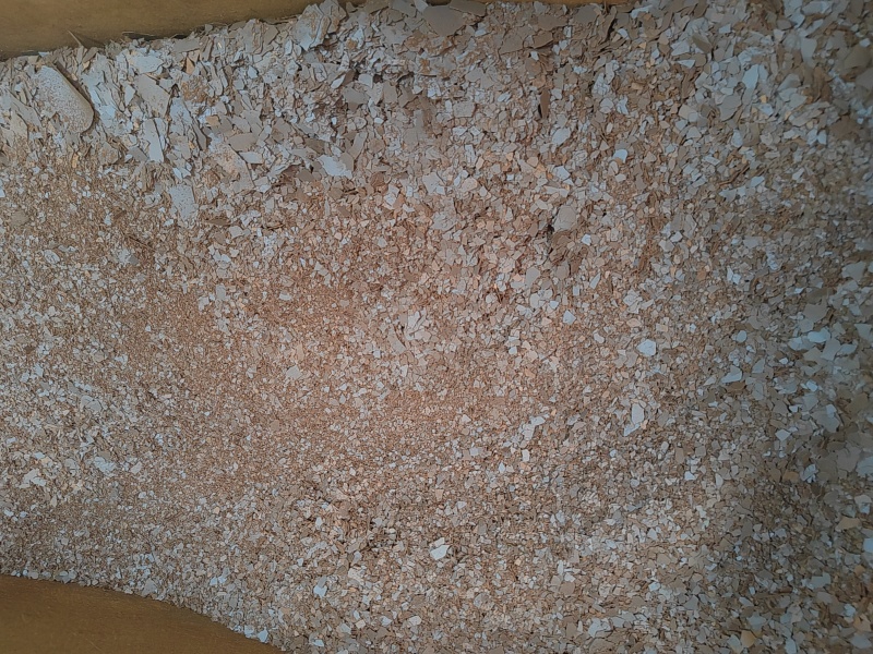 赤芝、赤灵芝破壁孢子粉，灵芝孢子粉，菌香浓郁，油花丰富