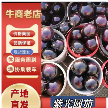 茄子，紫光圆茄大量上市，价格**，诚信合作，有需要的老板