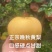 晚秋黄梨