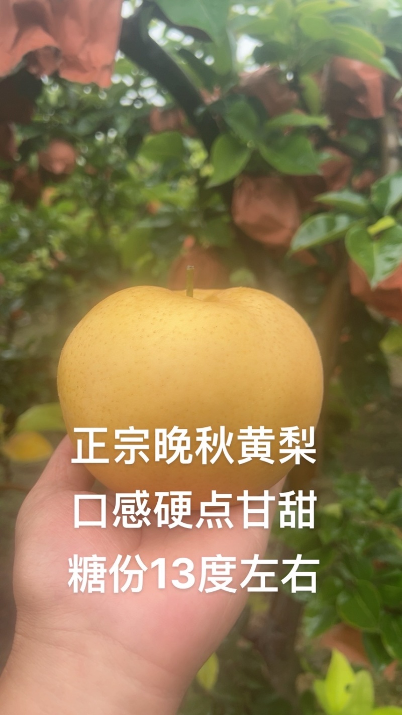晚秋黄梨