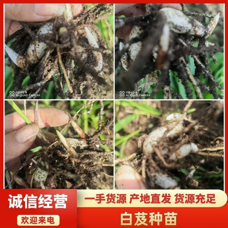 精品白芨种苗纯紫花大宽三叉叶白芨苗一手货源质量保证欢迎咨询