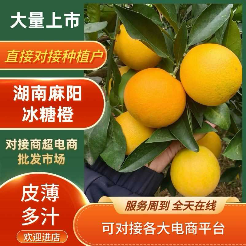 湖南麻阳冰糖橙大量现货，现摘现发，电商社区等