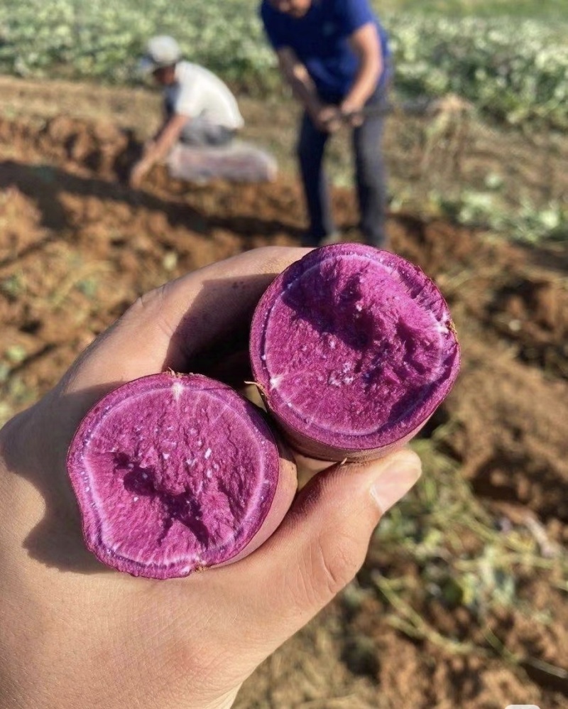 湖北紫薯丨精品紫罗兰丨产地大量供货丨可发全国欢迎来