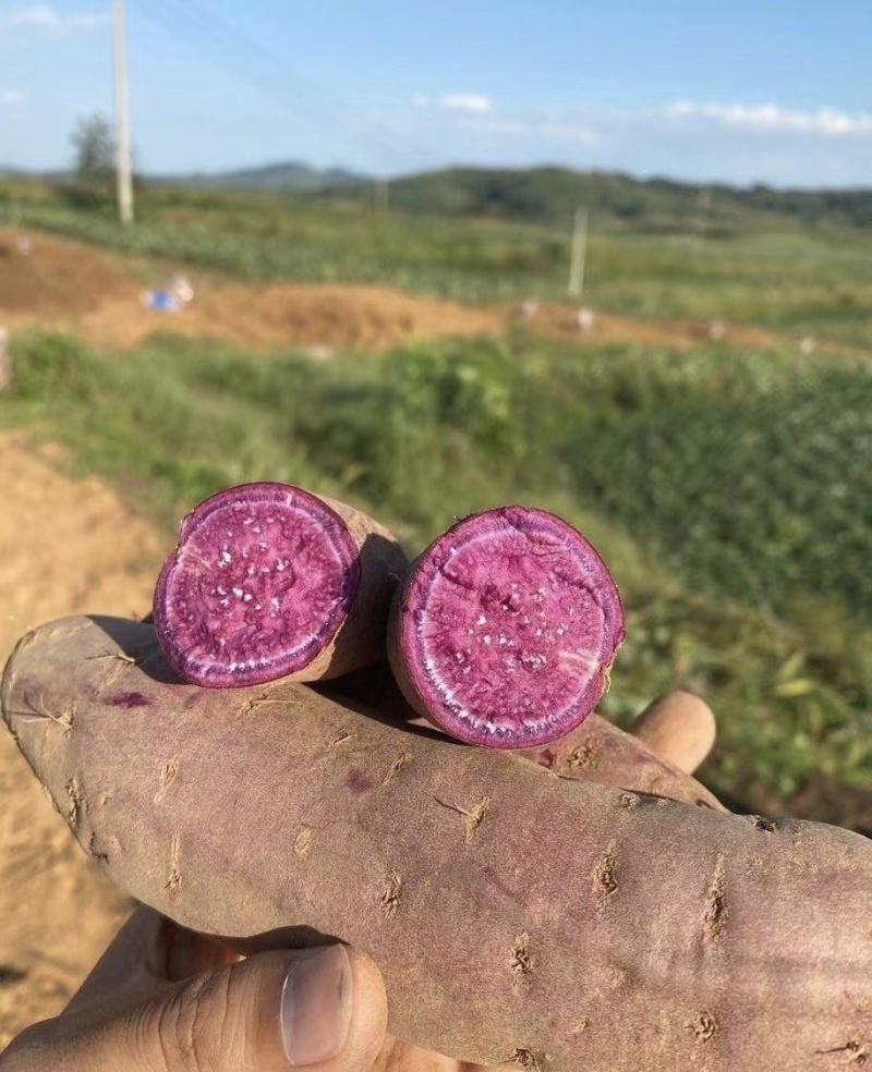 湖北紫薯丨精品紫罗兰丨产地大量供货丨可发全国欢迎来