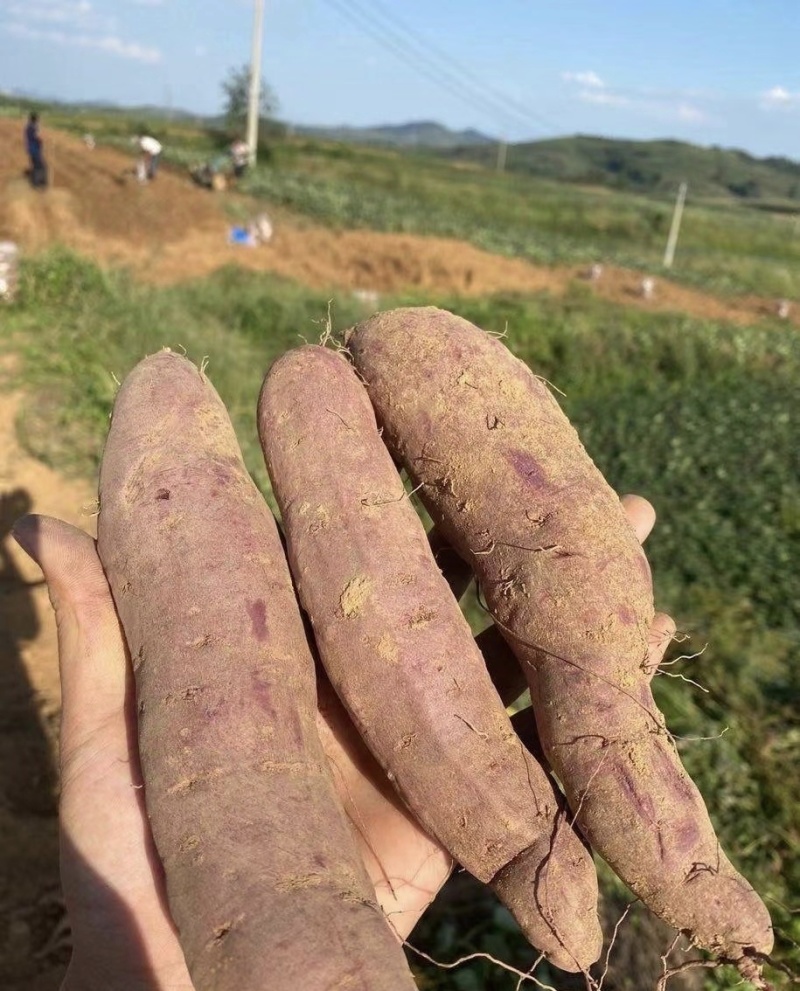 湖北紫薯丨精品紫罗兰丨产地大量供货丨可发全国欢迎来