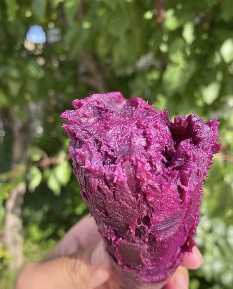 湖北紫薯丨精品紫罗兰丨产地大量供货丨可发全国欢迎来