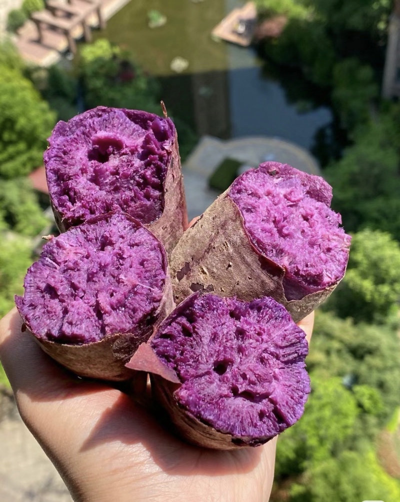湖北紫薯丨精品紫罗兰丨产地大量供货丨可发全国欢迎来