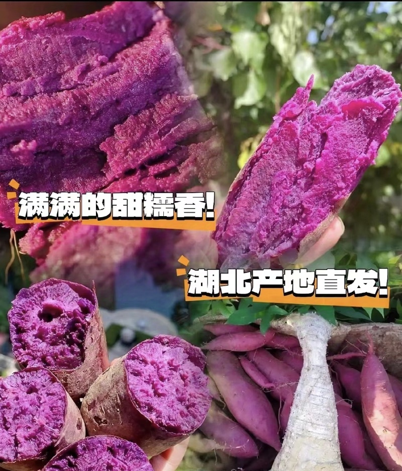 湖北紫薯丨精品紫罗兰丨产地大量供货丨可发全国欢迎来