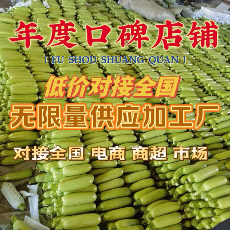 山东聊城西葫芦电商市场大型商超产区直发一手货源