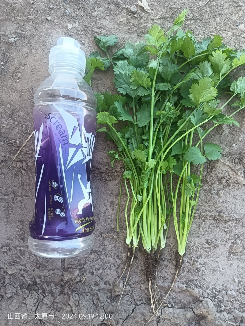 精品铁杆大叶香菜