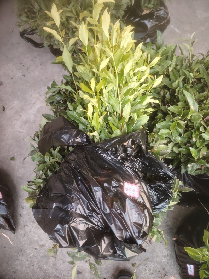 黄金叶茶苗，基地直发，欢迎来电咨询，寻求长期合作