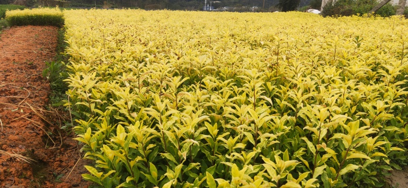 黄金叶茶苗，基地直发，欢迎来电咨询，寻求长期合作