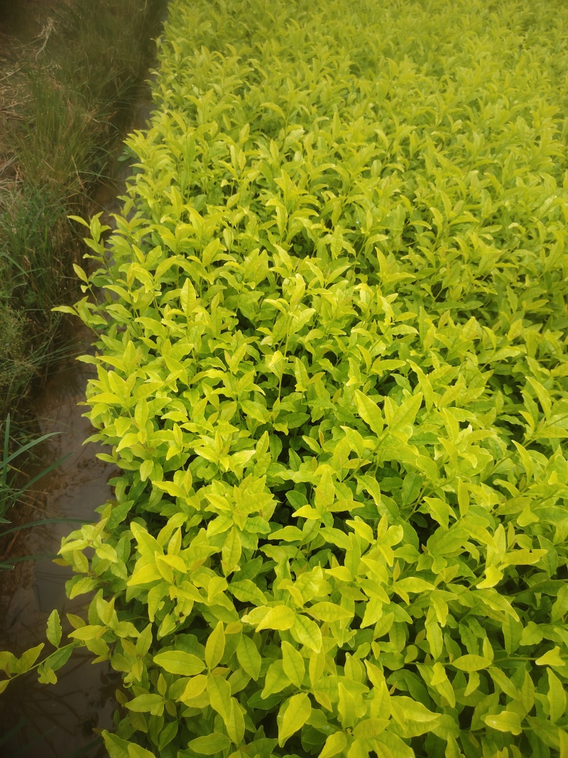 黄金叶茶苗，基地直发，欢迎来电咨询，寻求长期合作